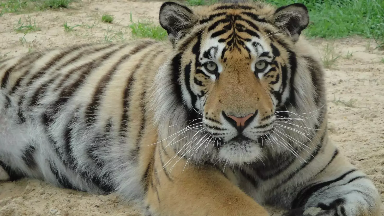 Memphis Mascot History: The Legacy of TOM and the Tigers of Memphis