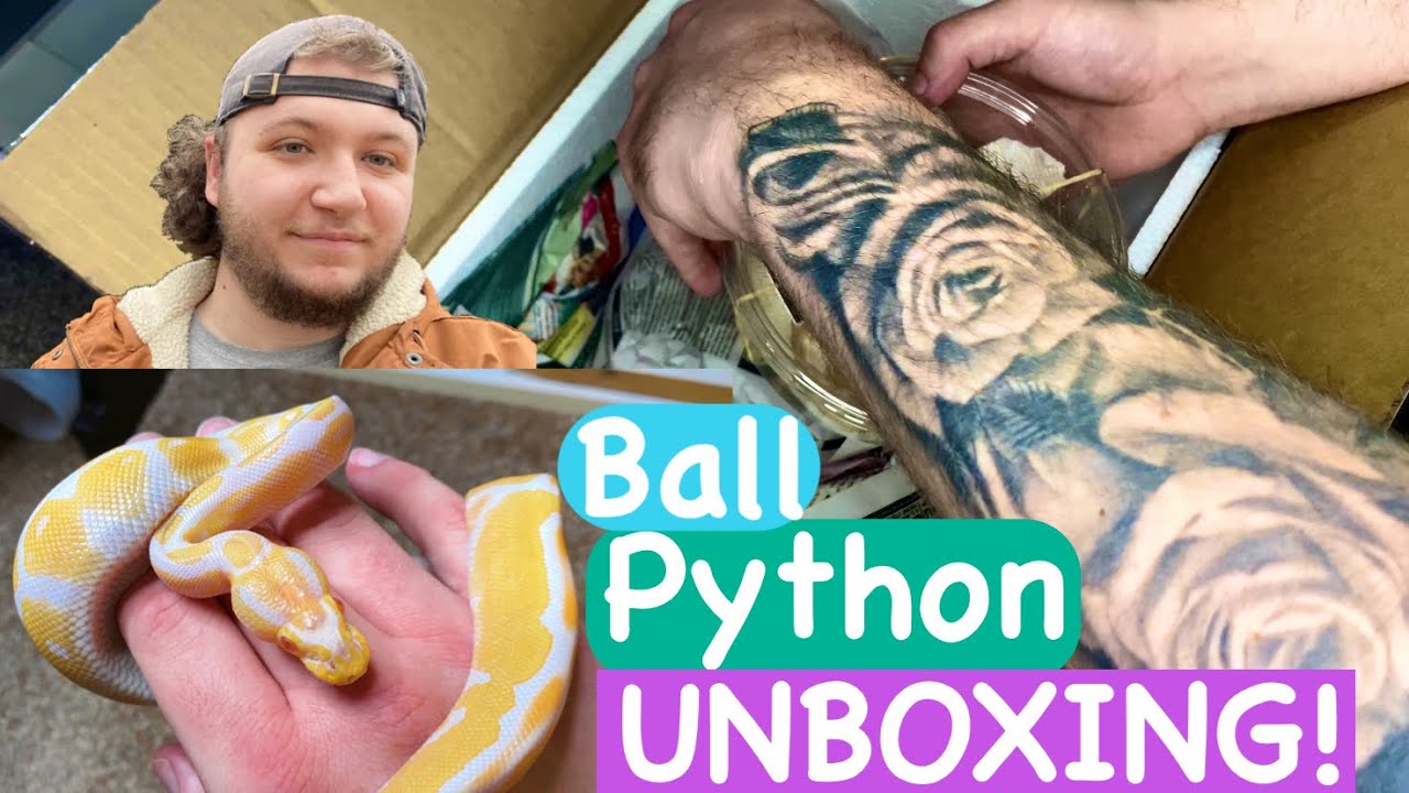 Unboxing the Freebird Detroit Black Snake: What You Should Know