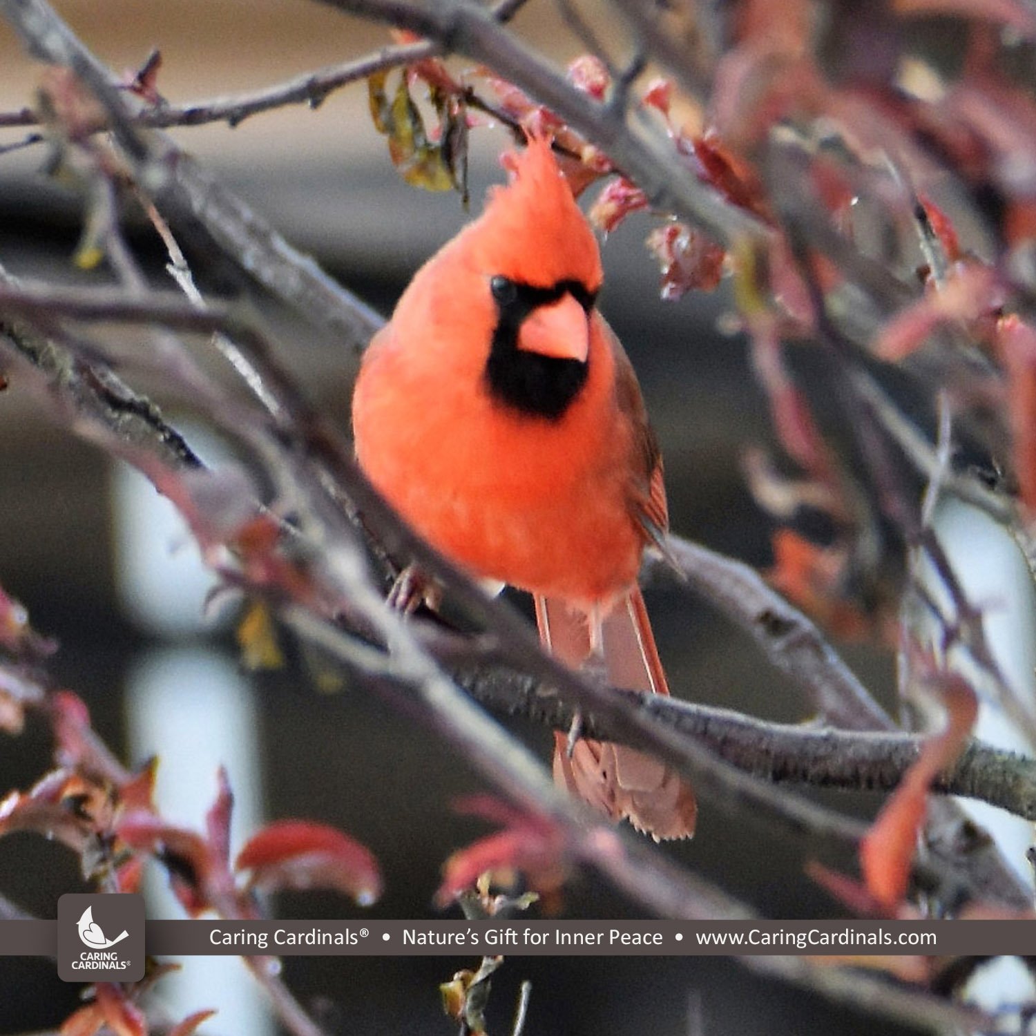 Weaver Cardinals: What Are They? Learn All About These Unique Birds Right Here!