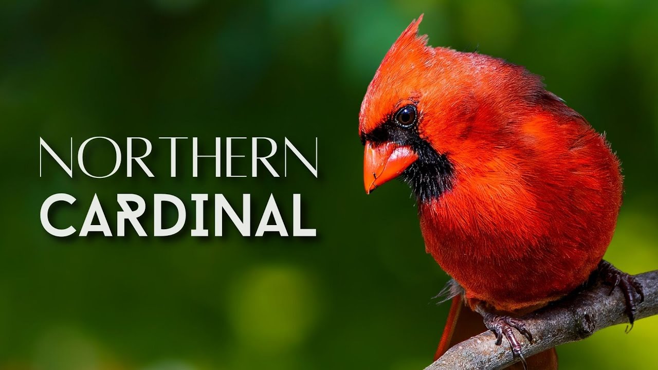 Weaver Cardinals: What Are They? Learn All About These Unique Birds Right Here!